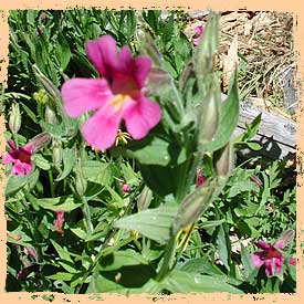 Lewsis Monkeyflower