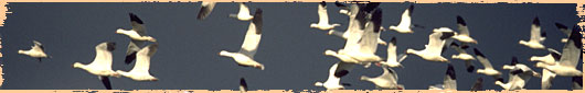 Birds in Flight