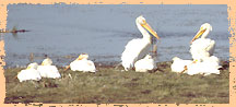 Pelicans!