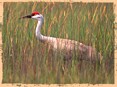 Sandhill Crane