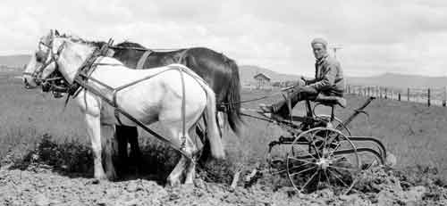 Farmer cultivating the newly reclaimed Klamath Project.
